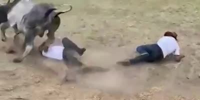 Dudes Face Stomped By Bull