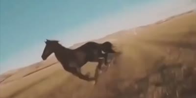 Man Clapped By Horse