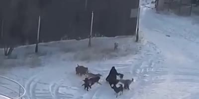 Woman Attacked By Pack Of Dogs In Russia