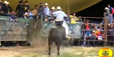 (new angle ) Rider crushed by bull