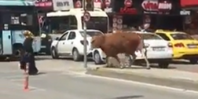 Woman Attacked By Mad Cow