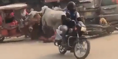 Woman Injured In Bull Fight In India