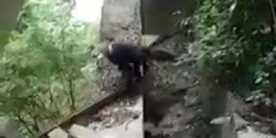 Veracruz Dude Falls Off An Abandoned Bridge
