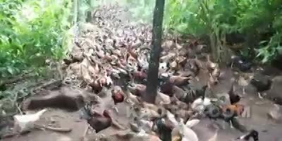 swarm of chickens