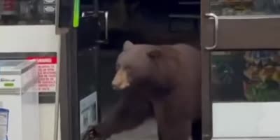 Bear Walks Into 7 Eleven
