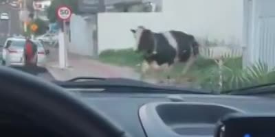 Cow Attacks Random Biker