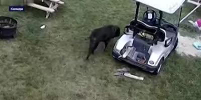 A Dog Accidently Stole A Golf Cart And Caused An Accident.