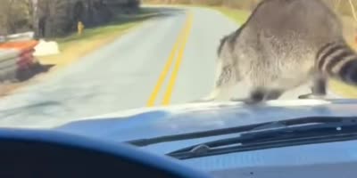 Racoons Are Amazing