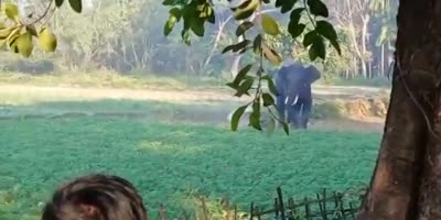 Man Chased & Stomped By Elephant In India