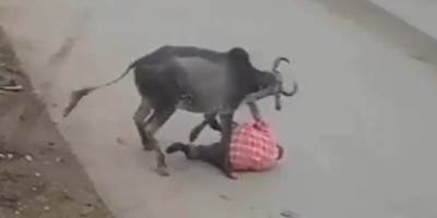 Man Attacked By Skinny Cow In India