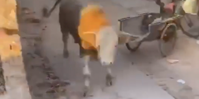 Mad Cow Attacks Random Men In China
