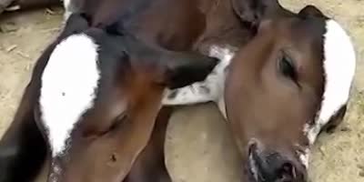 Two Headed Cow Born In Brazil