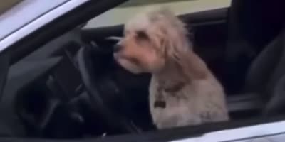 Dog driving Tesla