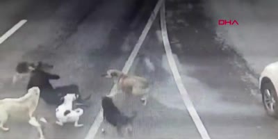 Pack Of Doggos Attack A Man In Turkey