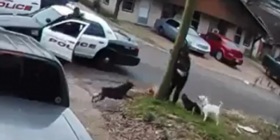 Woman Attacked by Pack Of Dogs