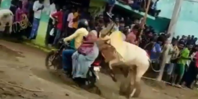 Cow VS Bikers In India