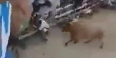 Bull Goes Out Of Control In Mexico