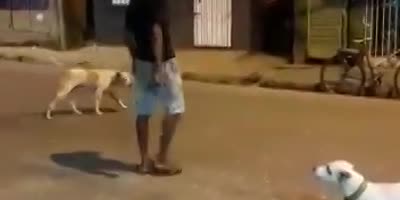 Brazilian ninja