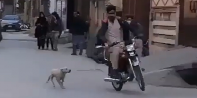 Yet Another Dog Causing Motorcycle Accident