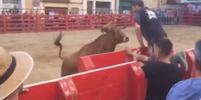 Dont Tease The Bull !