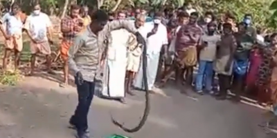 Snake Catcher In Critical Condition After Cobra Bites Him In India