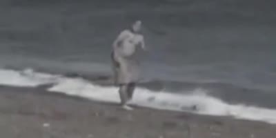 Man Eaten Alive By A Killer Whale While Walking On The Beach.