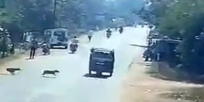 Doggos Cause Rickshaw Crash In India