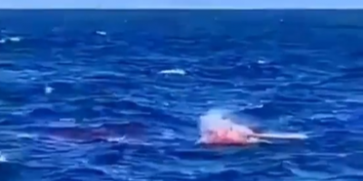 Shark attack in Sydney Australia