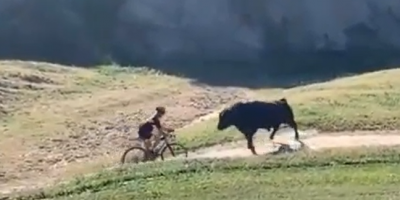 Bull Attacks Cyclist In California
