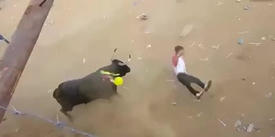 Ragdolled By Bull (R)