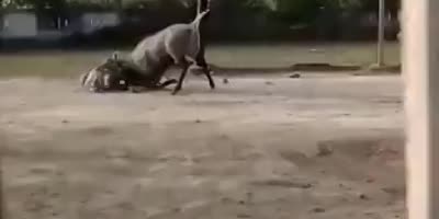Man Assaulted By Beast In India