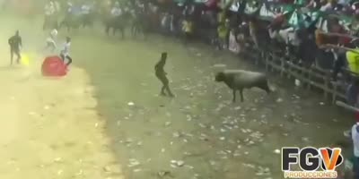 Two victim of angry bulls
