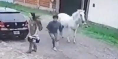Stolen Horse Rider Robs A Woman In Argentina