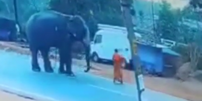 Elephant Attacks Its Own Handler