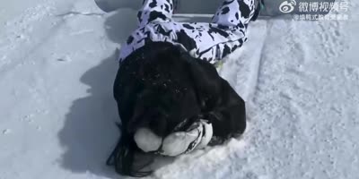 White Fun
