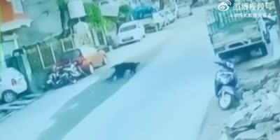 Man Assaulted By Old Doggo In China