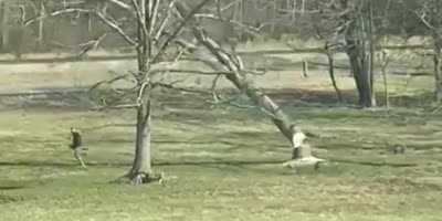 Guy Cutting Down A Tree.