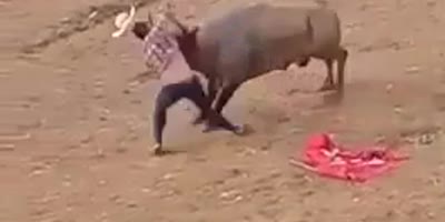 Another bullfighter fucked