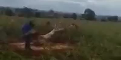 Nice Catch