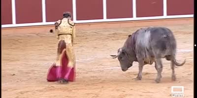 bullfighter fucked in arena