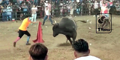 Bulls Have No Biased. Old Woman Killed