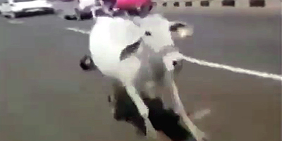 Cows Don't Care About Your Driving Skills