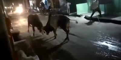 Man Injured During Bullfight In India
