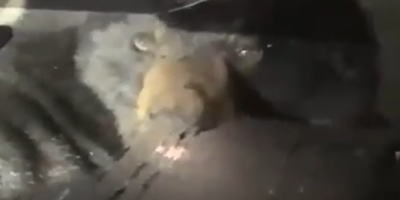A bear sneaks inside a man's car in Connecticut