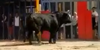 Bull Festival In Madrid Begins