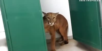 A Student In A Brazilian High School Discovers A Pissed Off Jaguar In The Bathroom Stall.