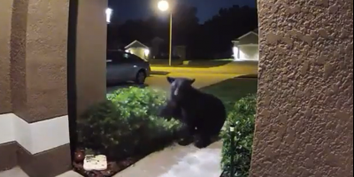 Bear Chasing Couple In Florida