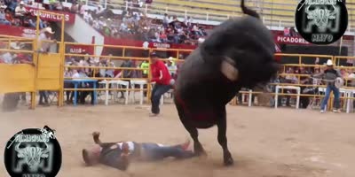 Bull headed(R)