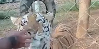 Tiger Bites Moron In Michoacán, MX