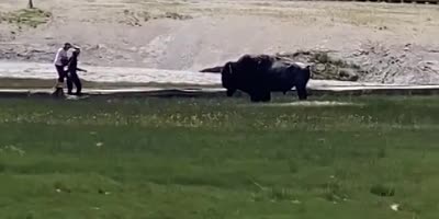 Bison Attack At Yellowstone Park